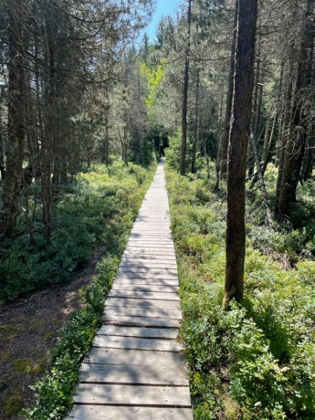 Der Weg ins Neue